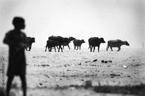 herd of cows © moksh