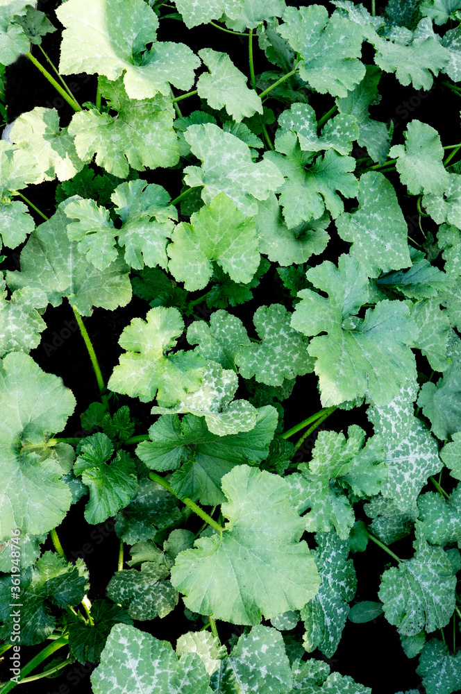 Fototapeta premium Zucchini leaves on a garden bed