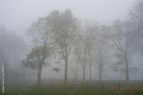 Trees in fog