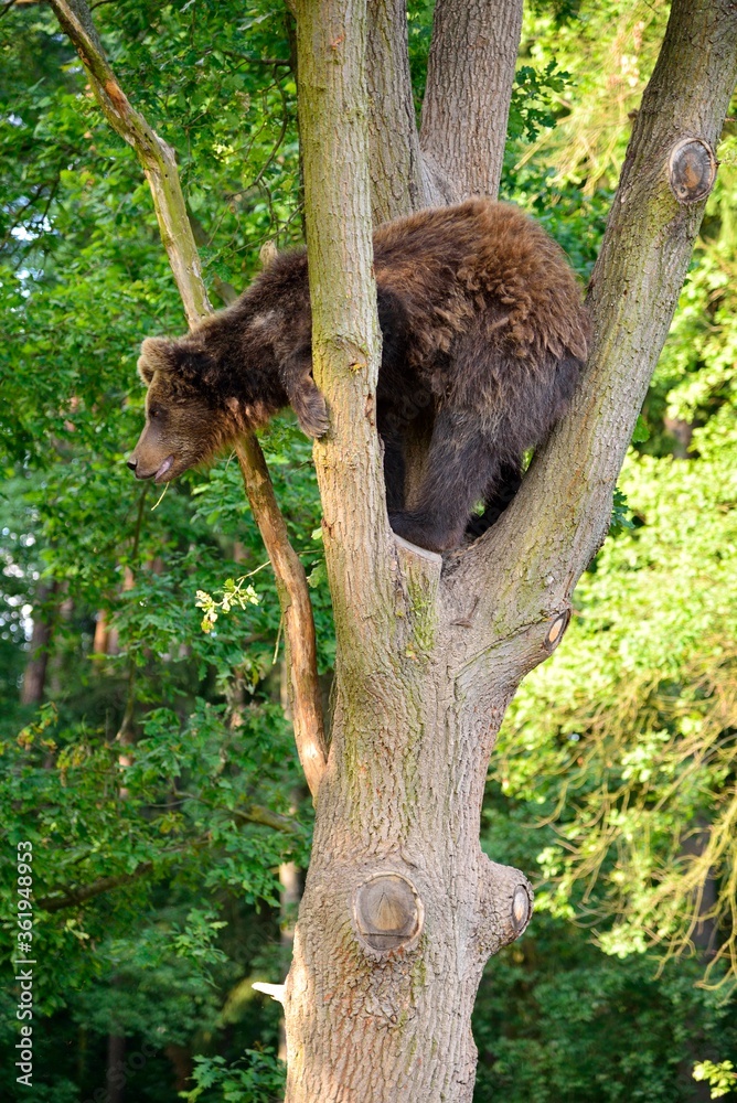 Obraz premium Bear climbing a tree in the forest