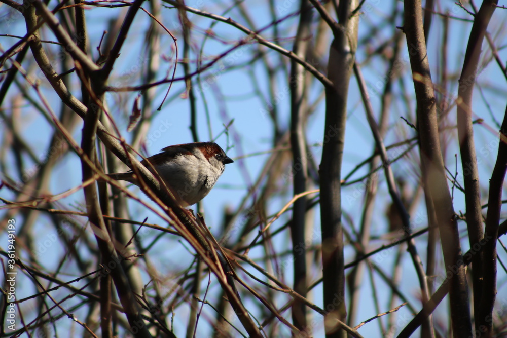 Fototapeta premium Spatz auf Ast