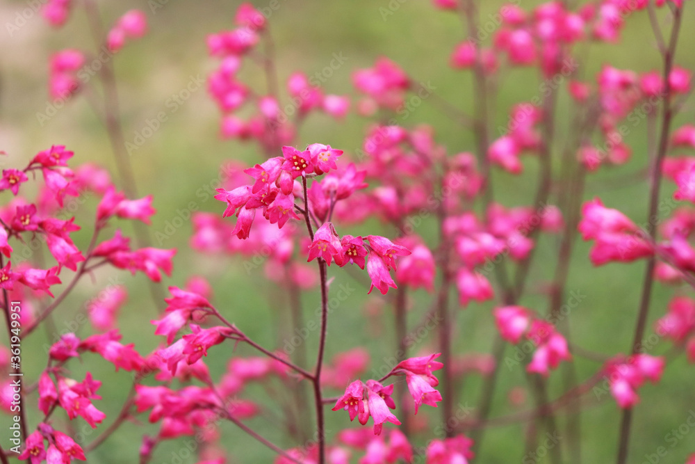 pink heichera flowers in the garden