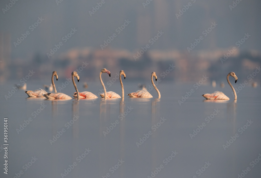 Fototapeta premium Greater Flamingos at Eker coast, Bahrain