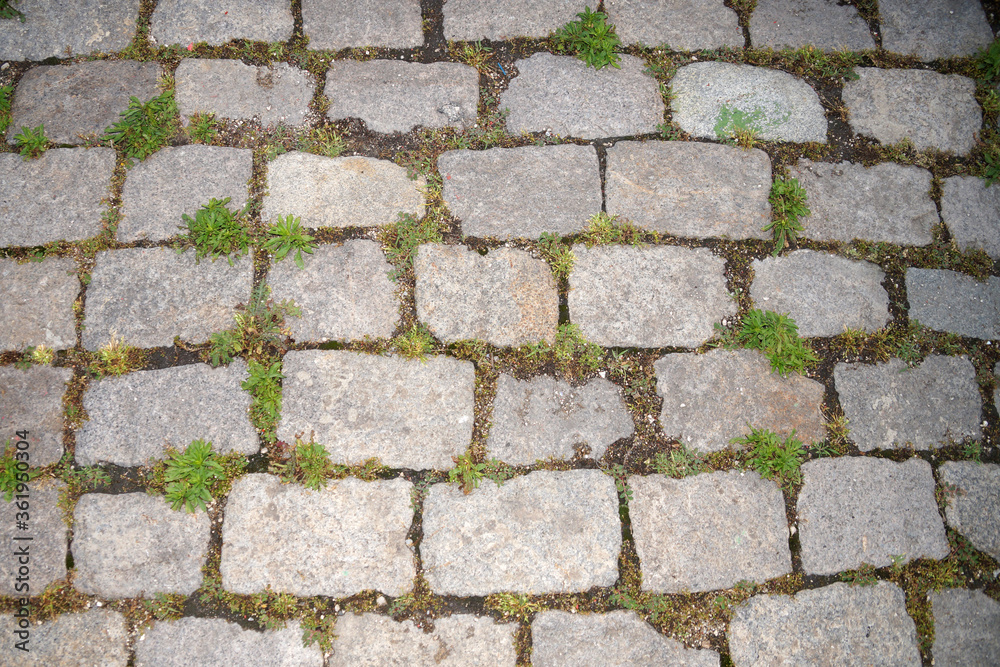 grass between old paving tiles close up grass between old paving tiles close up