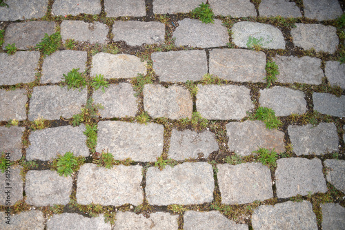 grass between old paving tiles close up