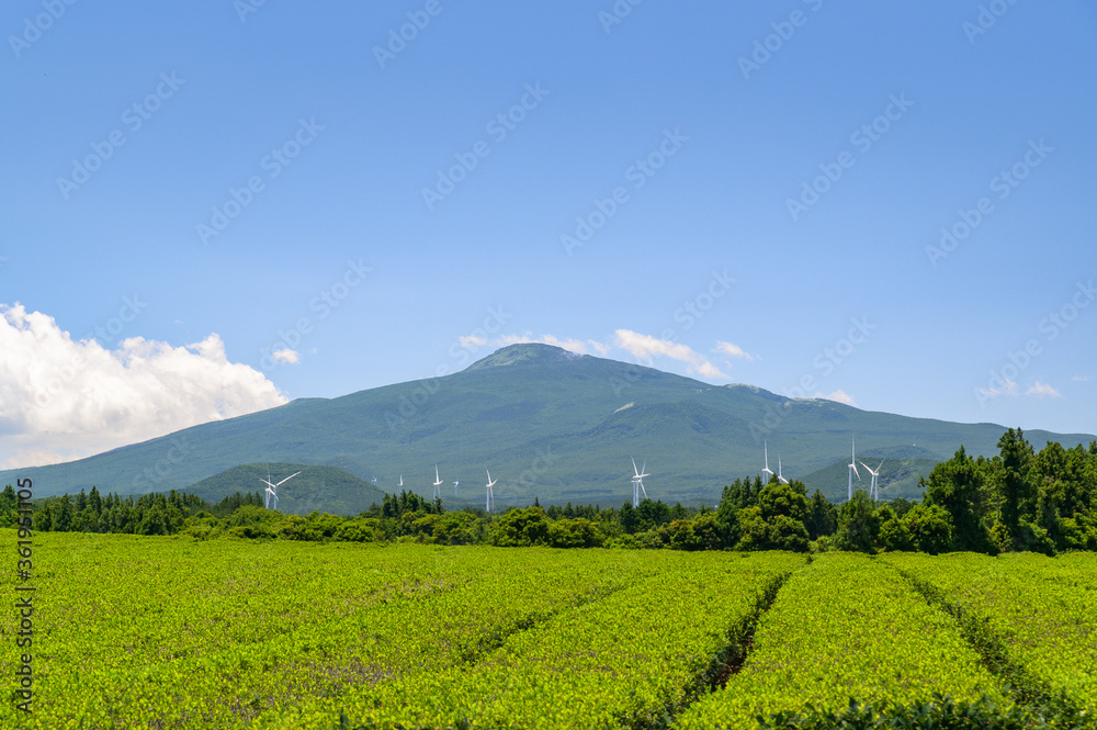 green tea field scene with blue sky green tea field scene with blue sky
