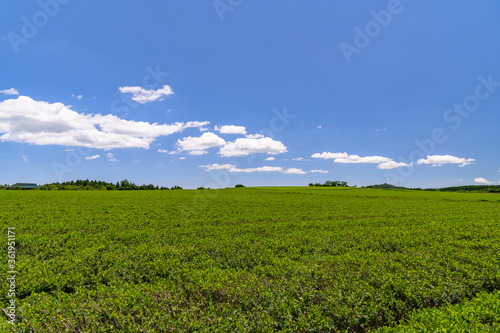 green tea field scene with blue sky