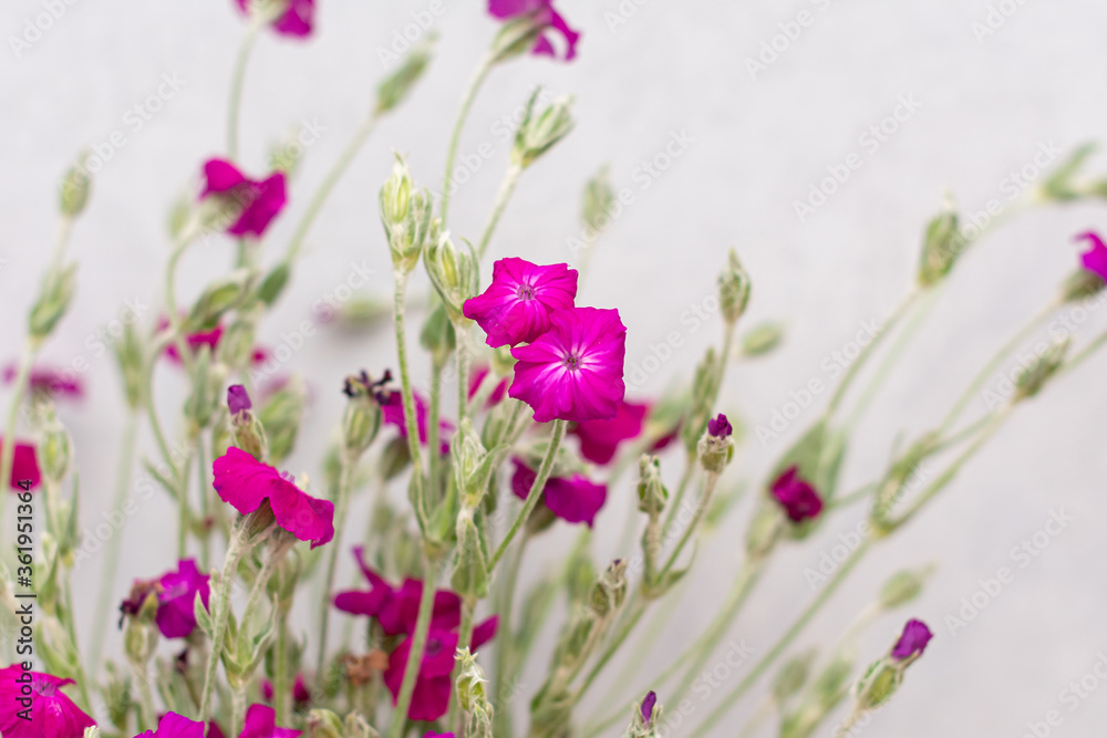 Fototapeta premium Wildflowers in vase in the interior