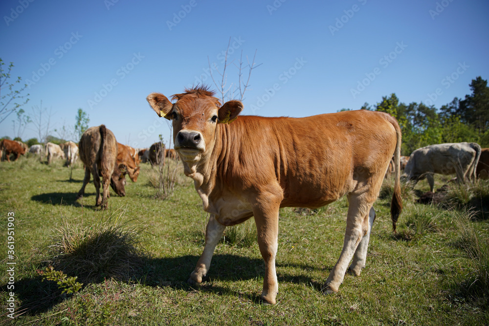 A young cow calf is watching the meadow curiously. Even more cattle can be seen in the background. Forest, blue sky, clouds. Europe Hungary