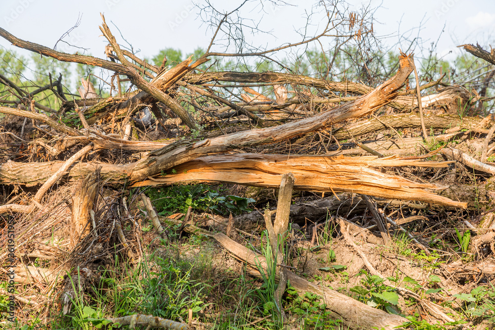 Area of ​​illegal logging. Forests Deforestation humans are causing global warming. Deforestation, destruction of deciduous forests. Concept of environmental damage and crime in forests on planet