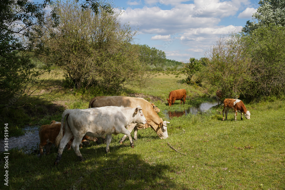 They can drink and graze on the banks of the stream. Cattle-breeding. Europe Hungary. They can drink and graze on the banks of the stream. Cattle-breeding. Europe Hungary.