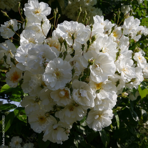 Bobbie James white rose