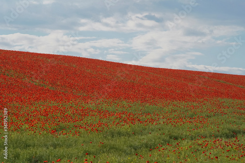 Beautiful red poppy field with blue sky and dark clouds before sunny weather storm. Soft focus blurred background. Europe Hungary