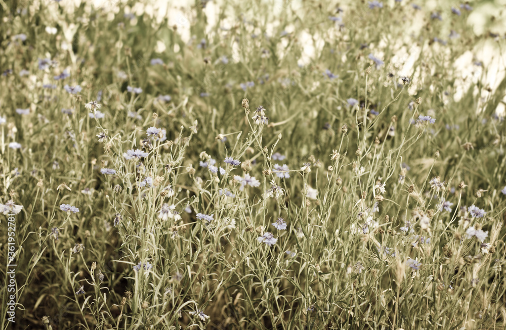 Fototapeta premium field of grass