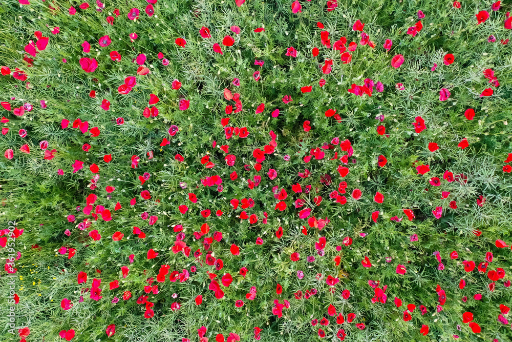 Breathtaking beautiful aerial views of poppy flowers growing in a rapeseed field. Aerial view of the drone from above. Green background with red flowers.