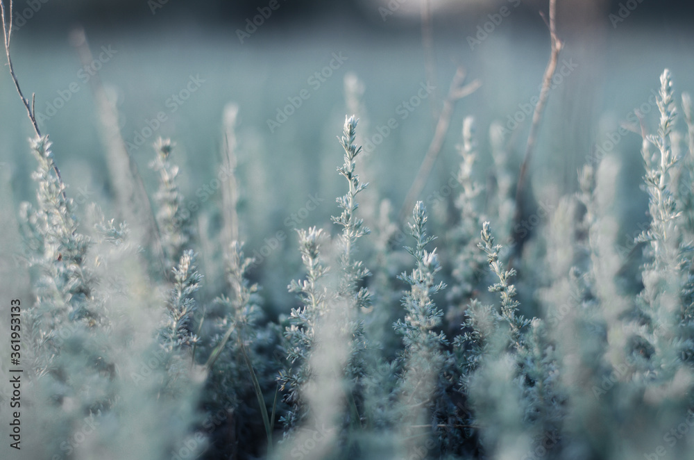 Fototapeta premium Selective focus. Green-blue field grass. Wildlife Background.