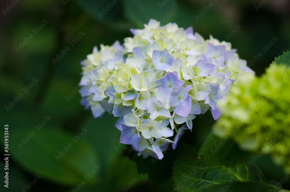blue and white flowers blue and white flowers