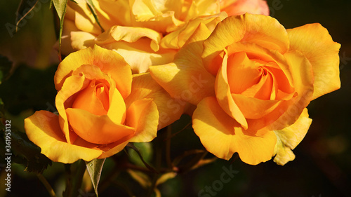 Beautiful yellow roses, with a fragrant smell, have green leaves and sharp spikes on the stems, lit by the morning sun.