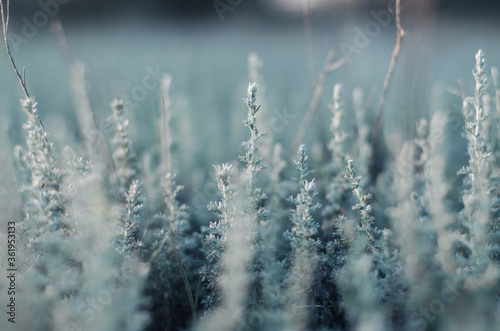 Selective focus. Green-blue field grass. Wildlife Background.