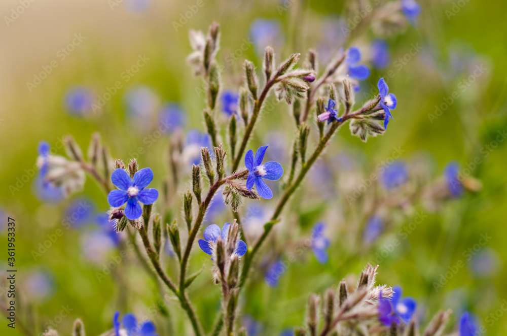 purple flowers in the garden