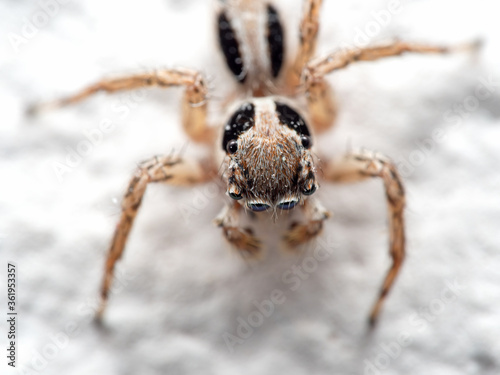 Macro Photo of Jumping Spider on White Floor