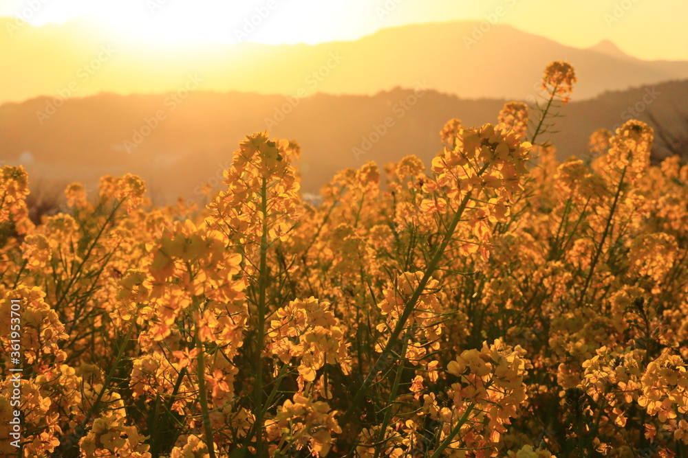 sunset and rape blossoms in the park,japan,kanagawa sunset and rape blossoms in the park,japan,kanagawa