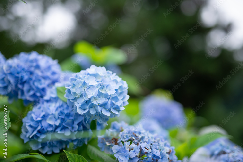 満開の紫陽花 満開の紫陽花