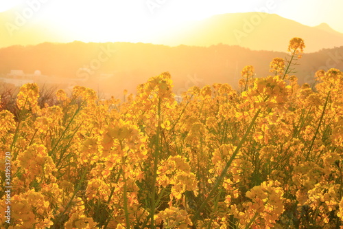 sunset and rape blossoms in the park,japan,kanagawa