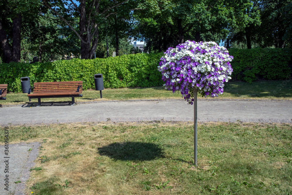 flowers in a city park, Lappeenranta Finland