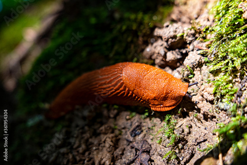 Close-up of a red snail on the ground of a woodland