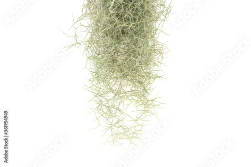 Spanish moss isolated on white background.