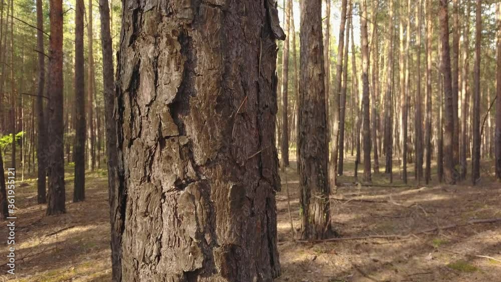 A flying camera flies through a pine forest. A flying camera flies through a pine forest.