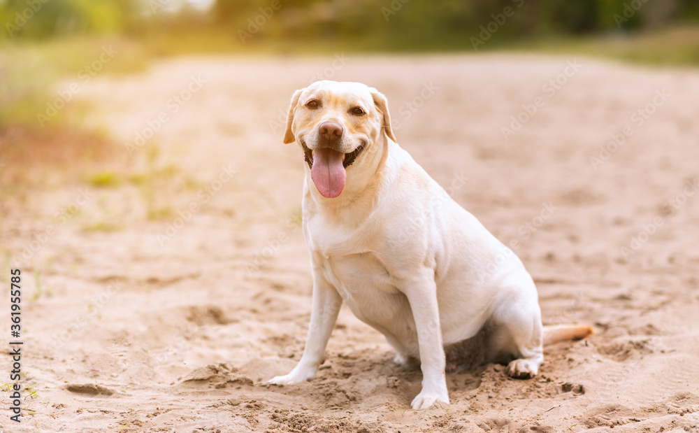 Labrador retriever dog looking at camera, having walk