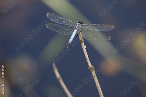 Blue dragonfly isolated on natural background photo