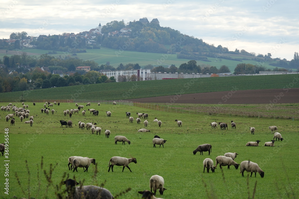 Schafe am Otzberg Schafe am Otzberg