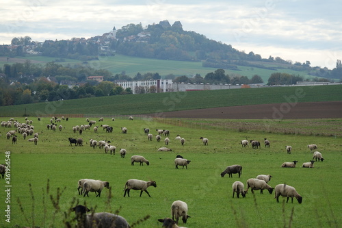 Schafe am Otzberg