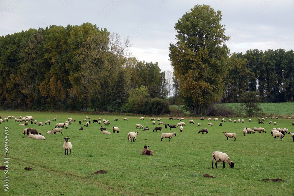 Fototapeta premium Schafe auf einer Weide