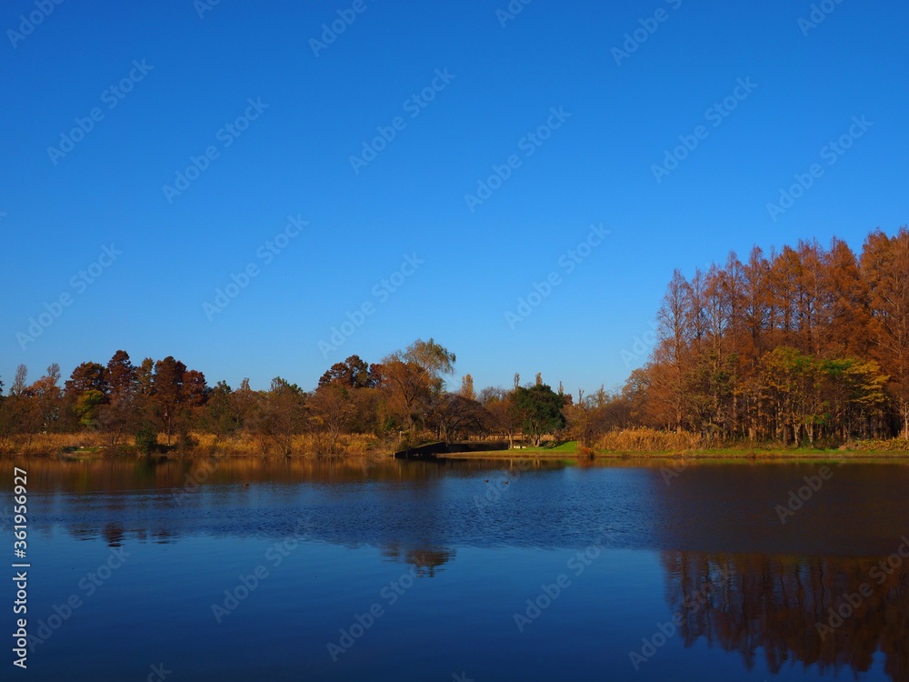 autumn lake and metasequoia trees, Tokyo,Japan