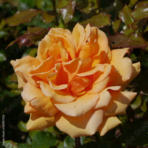 orange flowering simply the best rose