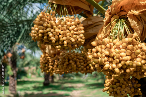 Date palm varieties Bahi for eating fresh fruit. During the harvesting season of farmers.