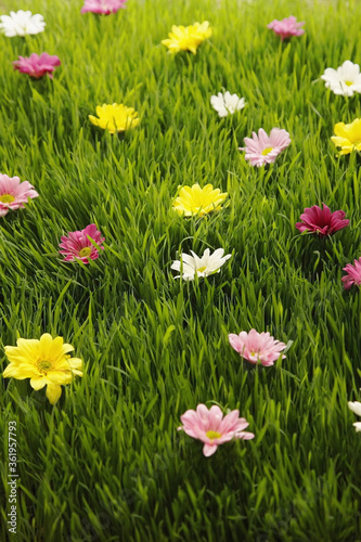 Flowers scattered on grass