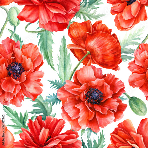 watercolor seamless patterns  floral design on a white background  hand drawing  colorful poppies