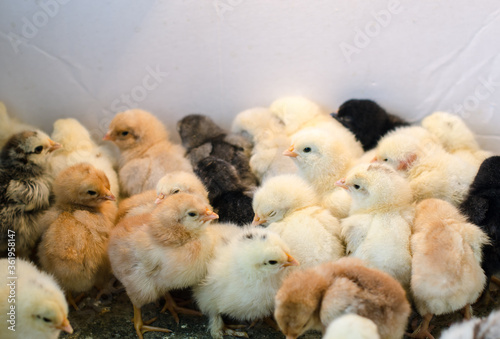 Many little chickens very cute