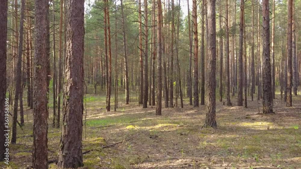 A flying camera flies through a pine forest. A flying camera flies through a pine forest.