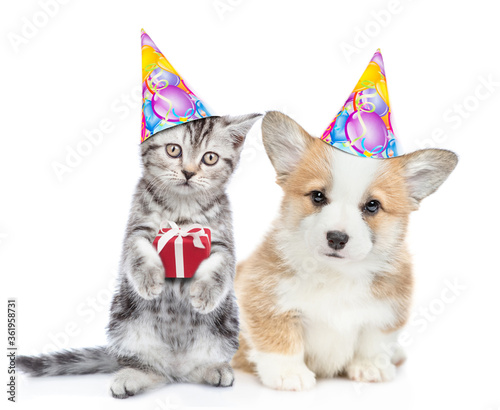 Funny kitten and corgi puppy wearing party's hats sit and look at camera together. Cat holds tiny gift box. isolated on white background