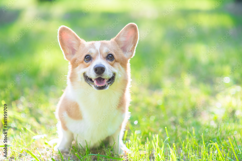 Happy Pembroke welsh corgi puppy sits on green summer grass in the rays of the setting sun