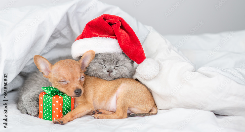 Toy terrier puppy hugs gift box and sleeps on a bed at home with british kitten who wearing red santa's hat Toy terrier puppy hugs gift box and sleeps on a bed at home with british kitten who wearing red santa's hat