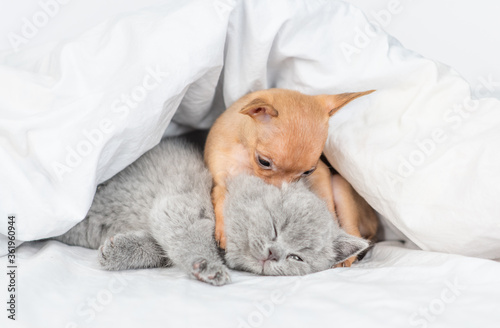 Playful Toy terrier puppy hugs baby kitten under white blanket on a bed at home