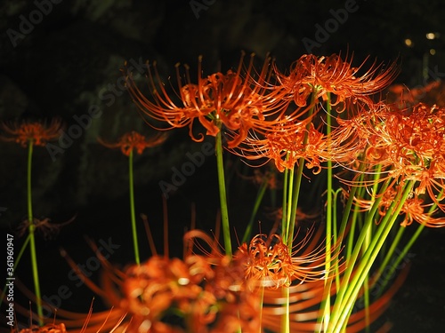 Wallpaper Mural red spider lily, called Higanbana in Japanese at night Torontodigital.ca