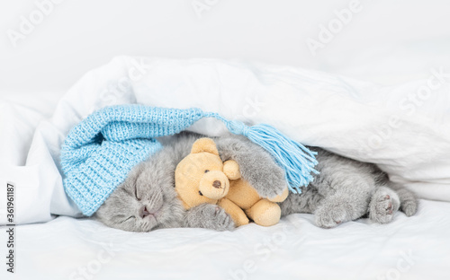 Cute baby kitten wearing warm blue hat hugs toy bear and sleeps under blanket on a bed at home